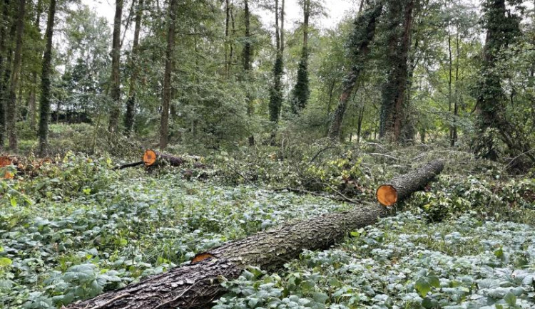 Rozsáhlé kácení a zrušený bikepark. V Šumperku to vře kvůli revitalizaci lesoparku