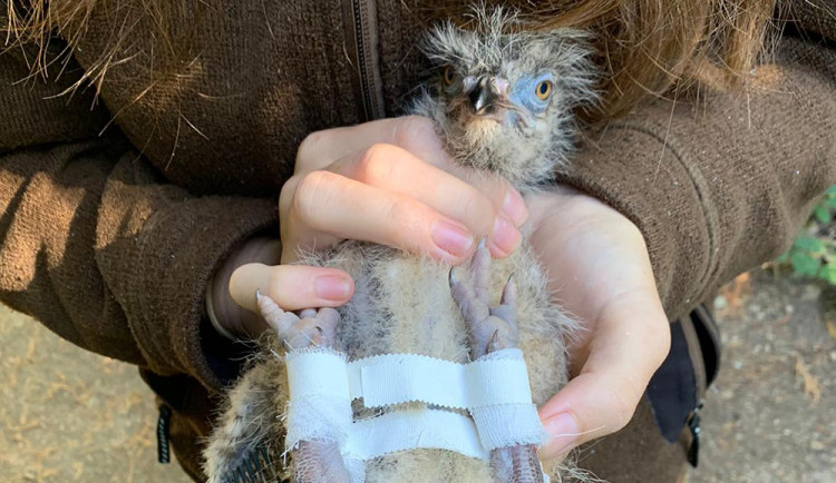 Na Svatém Kopečku pečují o mládě seriemy. Ptáče po zdravotních nesnázích roste jako z vody