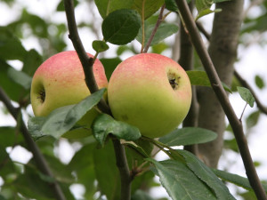 Míšeňské jablíčka