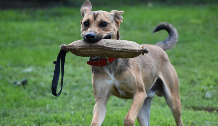 HLEDÁME PÁNÍČKA: Tři pejsci z olomouckého útulku už dlouho čekají na svůj nový domov