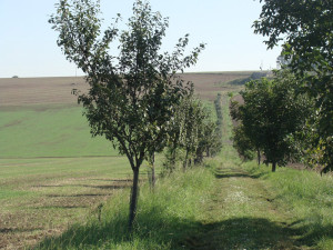 Příkladná péče o zeleň a přírodu: vesnice na Prostějovsku získala prestižní evropskou cenu
