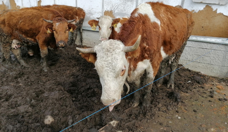 Zvířata žila na farmě na Přerovsku obklopená bahnem a trusem