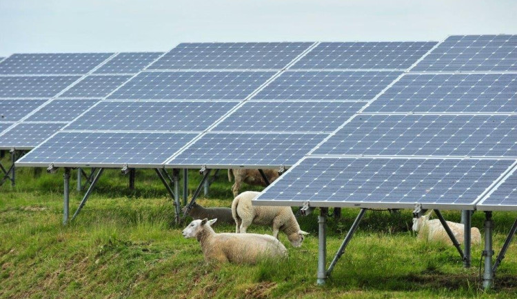 V Ochozi na Prostějovsku bude trávu u solárních elektráren spásat stádo ovcí
