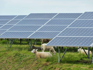 V Ochozi na Prostějovsku bude trávu u solárních elektráren spásat stádo ovcí