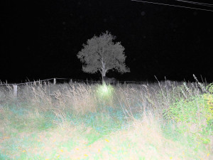 V Křižanově se před půlnocí procházel po silnici kůň. Bez úhony přežil i srážku s autem