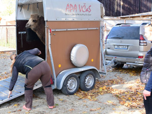 Do olomoucké zoo přicestovala samice velblouda dvouhrbého Margot a hned si potykala se zdejším stádem