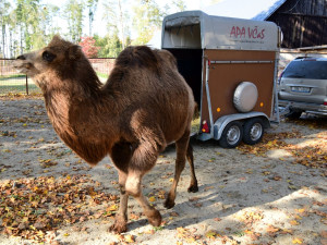 Do olomoucké zoo přicestovala samice velblouda dvouhrbého Margot a hned si potykala se zdejším stádem