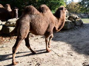Do olomoucké zoo přicestovala samice velblouda dvouhrbého Margot a hned si potykala se zdejším stádem