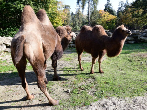 Do olomoucké zoo přicestovala samice velblouda dvouhrbého Margot a hned si potykala se zdejším stádem