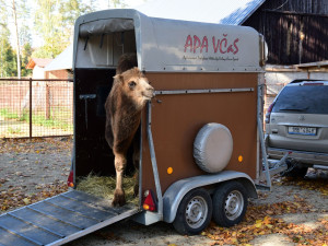 Do olomoucké zoo přicestovala samice velblouda dvouhrbého Margot a hned si potykala se zdejším stádem