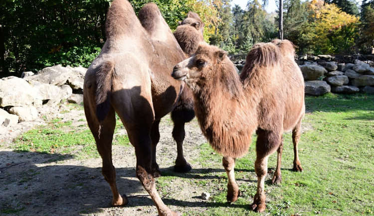 Do olomoucké zoo přicestovala samice velblouda dvouhrbého Margot a hned si potykala se zdejším stádem