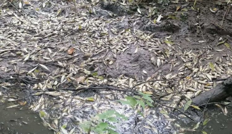 V Dobromilicích někdo vypustil rybník. Uhynuly přes dvě a půl tuny malých kaprů