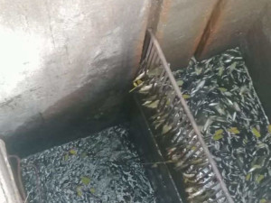 V Dobromilicích někdo vypustil rybník. Uhynuly přes dvě a půl tuny malých kaprů