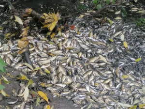 V Dobromilicích někdo vypustil rybník. Uhynuly přes dvě a půl tuny malých kaprů