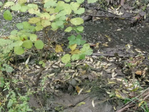 V Dobromilicích někdo vypustil rybník. Uhynuly přes dvě a půl tuny malých kaprů