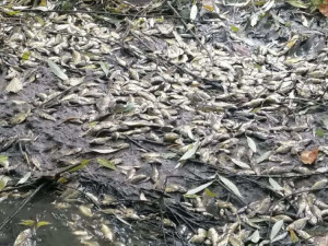 V Dobromilicích někdo vypustil rybník. Uhynuly přes dvě a půl tuny malých kaprů