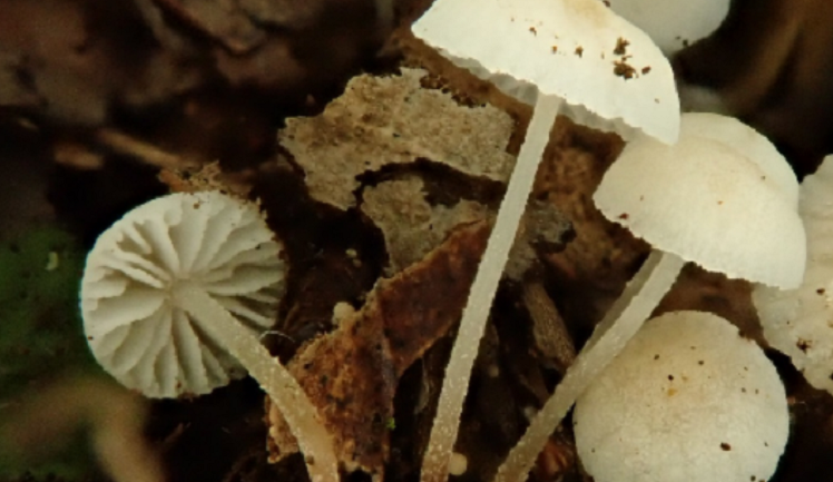 size3-16657446291158-60-cimrman-ma-svou-houbu-objevila-ji-brnenska-mykolozka