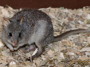 Zoo Olomouc získala nové klokánky. V přírodě jsou nadšenými houbaři
