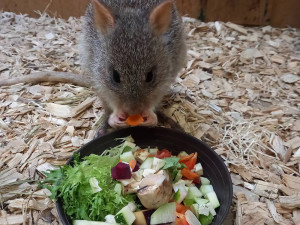 Zoo Olomouc získala nové klokánky. V přírodě jsou nadšenými houbaři