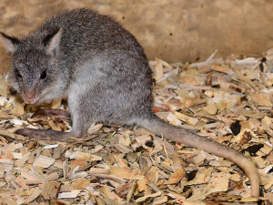 Zoo Olomouc získala nové klokánky. V přírodě jsou nadšenými houbaři