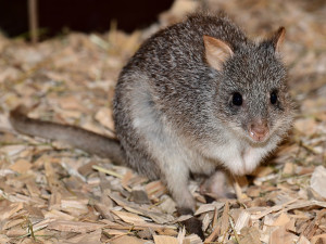 Zoo Olomouc získala nové klokánky. V přírodě jsou nadšenými houbaři