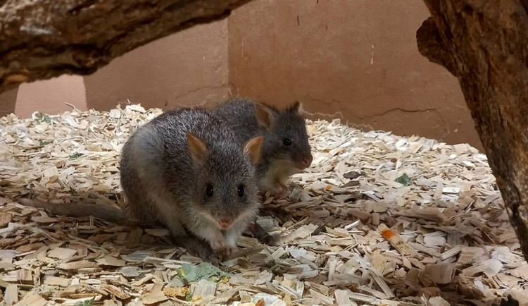 Klokánci rudohnědí žijí v Zoo Olomouc v pavilonu netopýrů