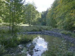 Dobrovolníci vyhloubili na Prostějovsku soustavu tůní. Ty nejmenší poslouží mlokům