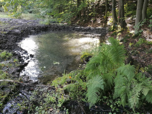 Dobrovolníci vyhloubili na Prostějovsku soustavu tůní. Ty nejmenší poslouží mlokům