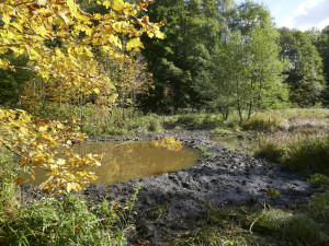 Dobrovolníci vyhloubili na Prostějovsku soustavu tůní. Ty nejmenší poslouží mlokům