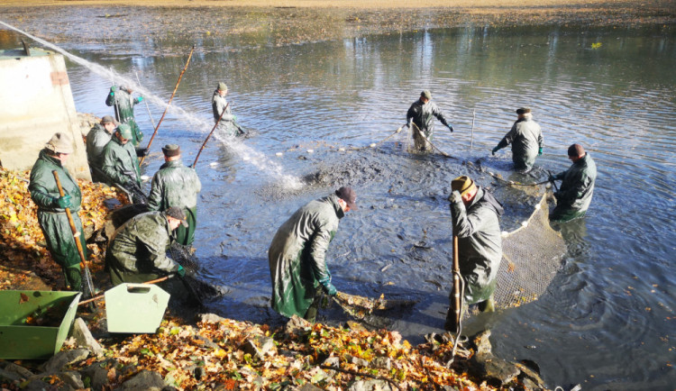 Na Datlíku bude další výlov kaprů, podívaná je v plánu tento pátek
