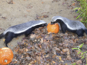 Hrůzné kostýmy, krampusáci i dýně pro zvířata. V Zoo Olomouc pokračuje Strašidelný týden