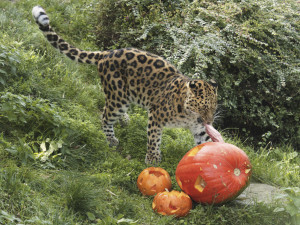 Hrůzné kostýmy, krampusáci i dýně pro zvířata. V Zoo Olomouc pokračuje Strašidelný týden