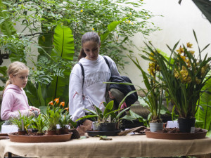 Vzácné druhy orchidejí představí výstava Klenoty pralesa ve Smetanových sadech