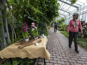 Vzácné druhy orchidejí představí výstava Klenoty pralesa ve Smetanových sadech