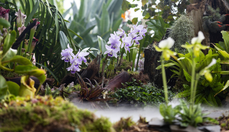 flora-vystava-orchideje_hl