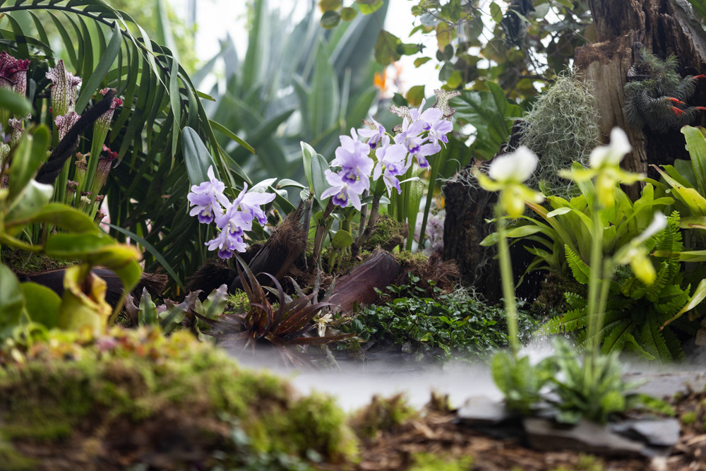 Druhy Orchideji Obrazky (barva květů, Barva květů může, bílé růžovou, bílé růžovou fialovou) Druhy Orchideji Obrazky