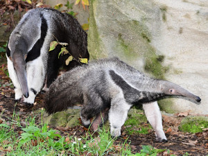 V olomoucké zoo lidé mohou vidět mravenečníka, který se narodil v březnu. Vrátil se do opraveného pavilonu