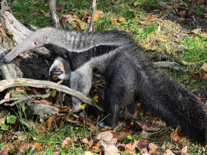 V olomoucké zoo lidé mohou vidět mravenečníka, který se narodil v březnu. Vrátil se do opraveného pavilonu