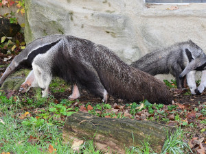 V olomoucké zoo lidé mohou vidět mravenečníka, který se narodil v březnu. Vrátil se do opraveného pavilonu