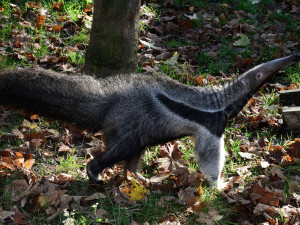V olomoucké zoo lidé mohou vidět mravenečníka, který se narodil v březnu. Vrátil se do opraveného pavilonu