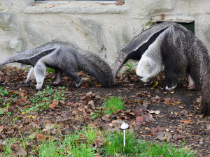 V olomoucké zoo lidé mohou vidět mravenečníka, který se narodil v březnu. Vrátil se do opraveného pavilonu