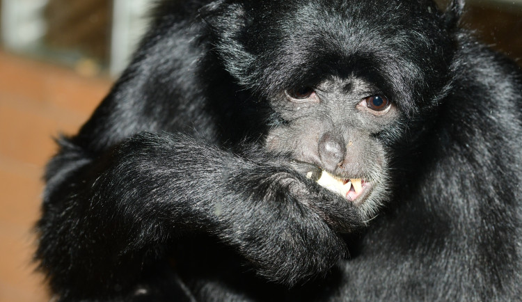 V olomoucké zoo uhynul vlídný samec gibona Bento. Žil zde neuvěřitelných 28 let