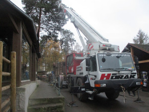 Na Svatý Kopeček dorazil statný Odin. Zoo získala samce vzácného pižmoně