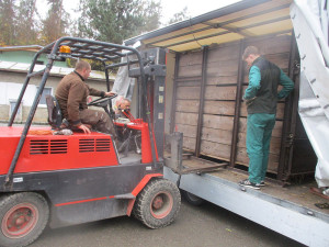 Na Svatý Kopeček dorazil statný Odin. Zoo získala samce vzácného pižmoně