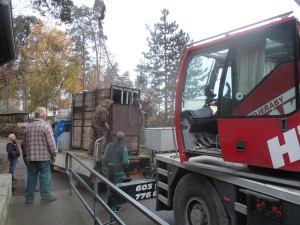 Na Svatý Kopeček dorazil statný Odin. Zoo získala samce vzácného pižmoně