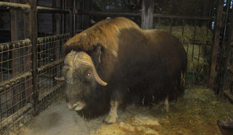 V Zoo Olomouc se zabydluje nový samec pižmoně aljašského