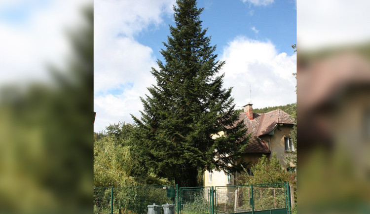 Vánoční strom pro olomoucké náměstí roste v Hlubočkách