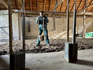 Ve stodole Hanáckého muzea v přírodě se opravuje mlat. Podlahu dokončí hovězím trusem