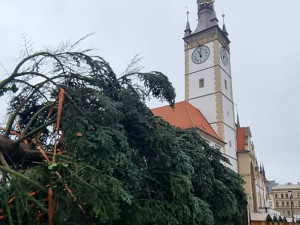 VIDEO: Do Olomouce dorazil vánoční strom. Je z Hluboček a čeká na své jméno