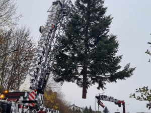VIDEO: Do Olomouce dorazil vánoční strom. Je z Hluboček a čeká na své jméno